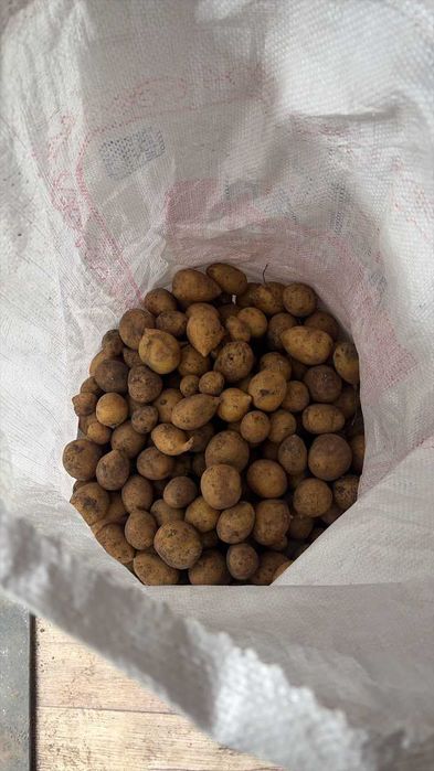 Продам картофель мелкий