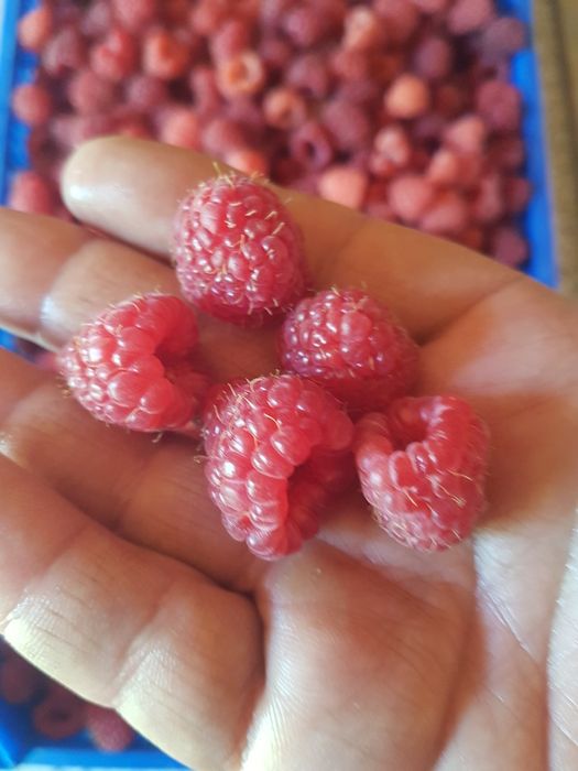 Разсад ранни и есенни малини