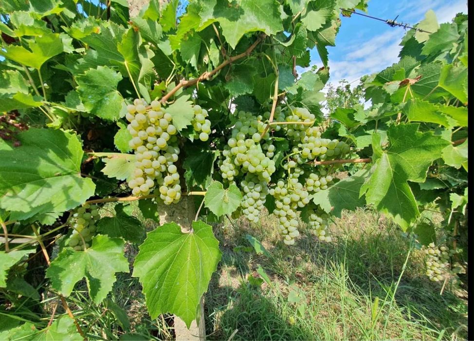 Struguri  de vânzare – producție proprie