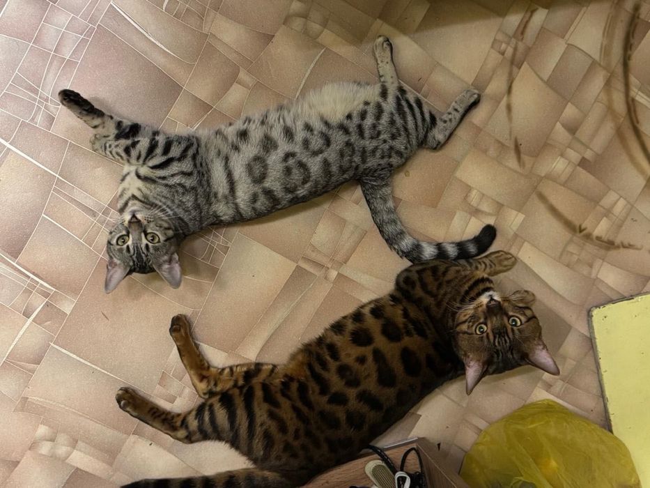 КИСИ! бенгальские котята
