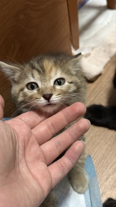 Милые Котята ищут дом