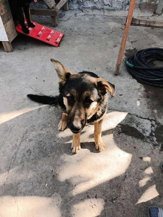 Продам немецкую овчарку