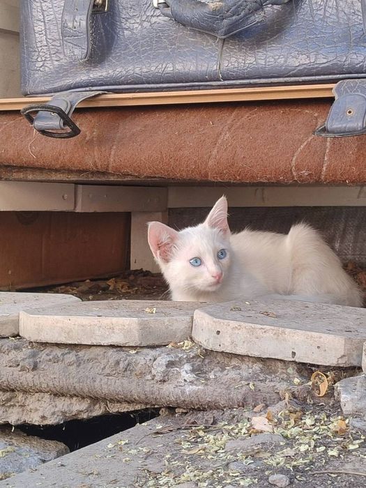 Котенок в добрые руки