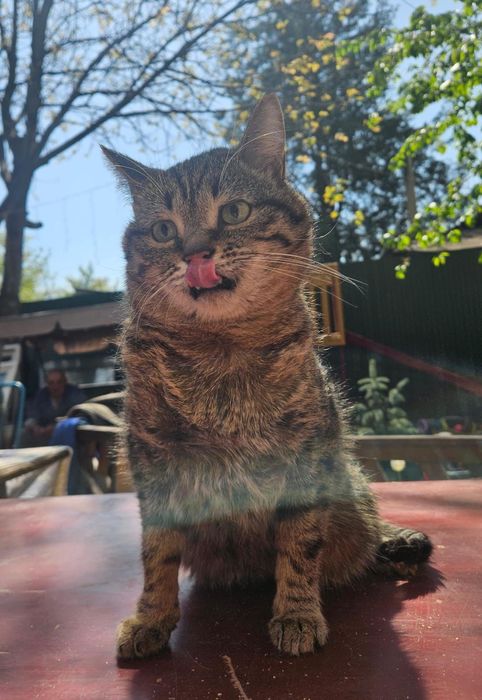 Котик Борис ищет дом!