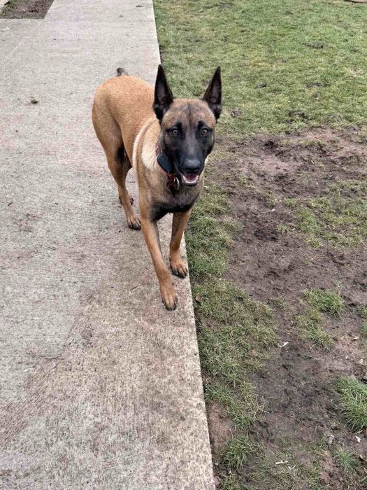 Белгийска овчарка Малиноа