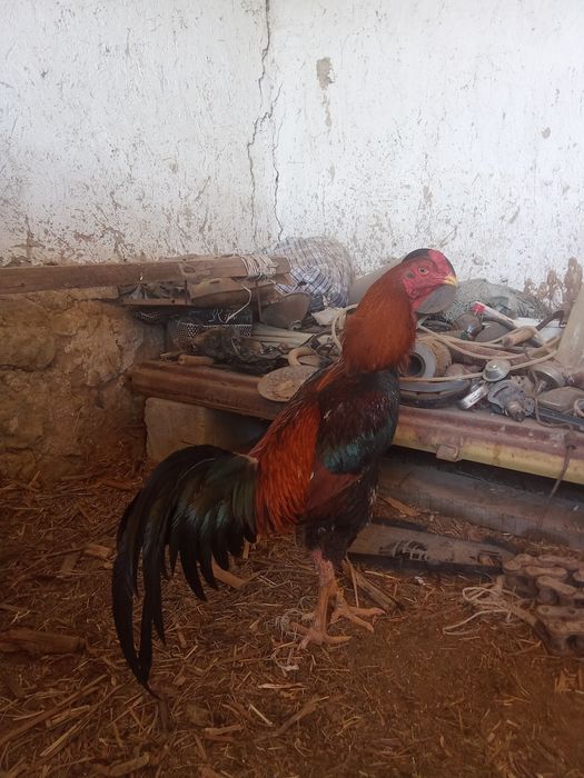 Дакан қораз сатылады