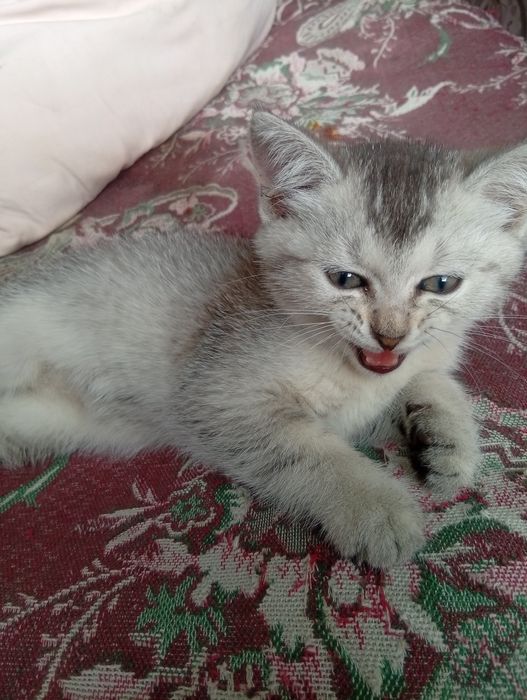 Отдам британских котят в добрые руки