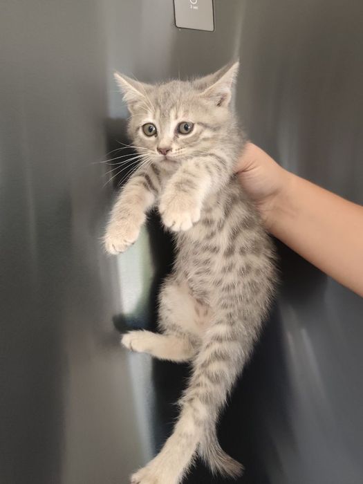 Котята породы Скоттиш Страйт — 1,5 месяца
