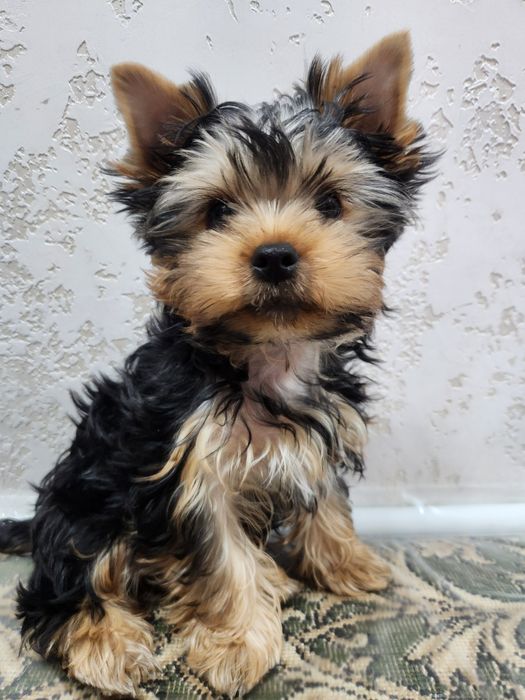 Щенок Йорка Мальчик