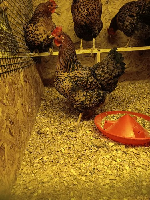 Инкубационное яйцо