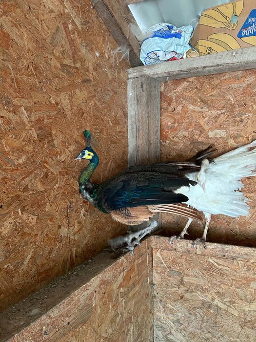 Paun mascul spalding verde