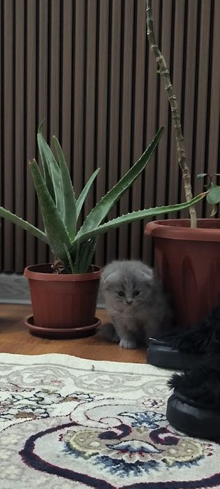 Skottish food   toza zotliy mushuk