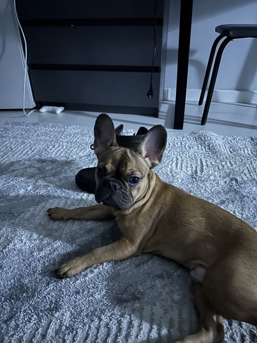 Французский бульдог мальчик
