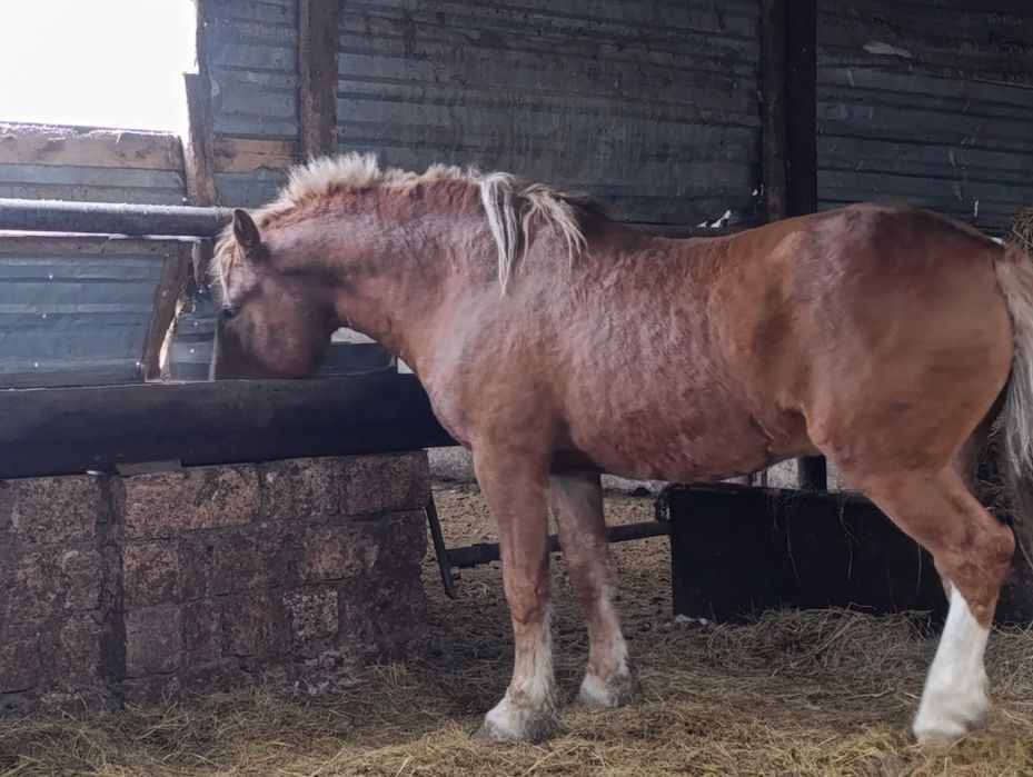 Продам обменяю жеребца