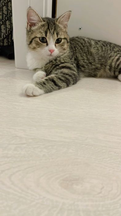 Отдам в добрые руки котенка