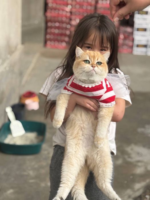 Zolotoy shinshila vyaska