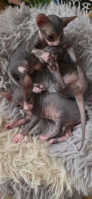 Продам котят канадского сфинкса