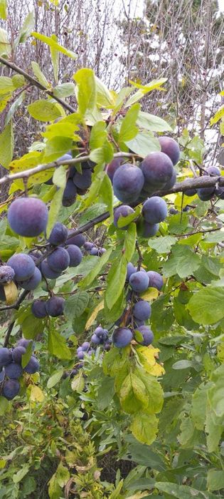 Дача в СТ "Ёлочка"