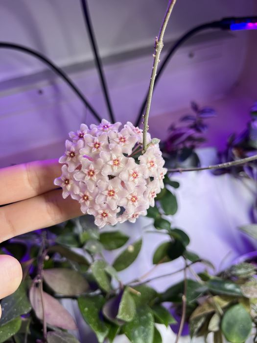 Черенки Хойя Чоук /Чуки