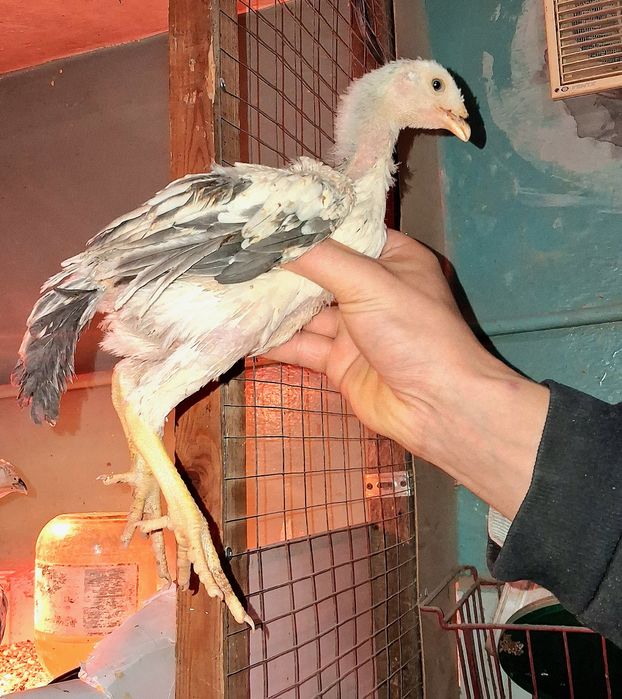 Продам бойцовых кур!