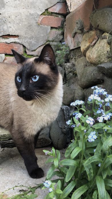 Продаётся Сиамская кошка