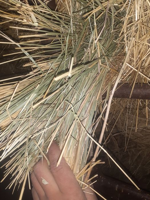 Продам сено луговой хорошое