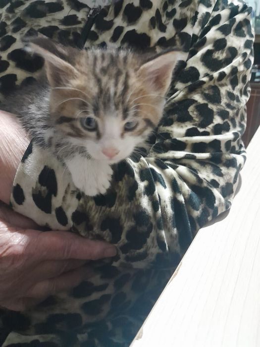 Отдам котят в добрые руки