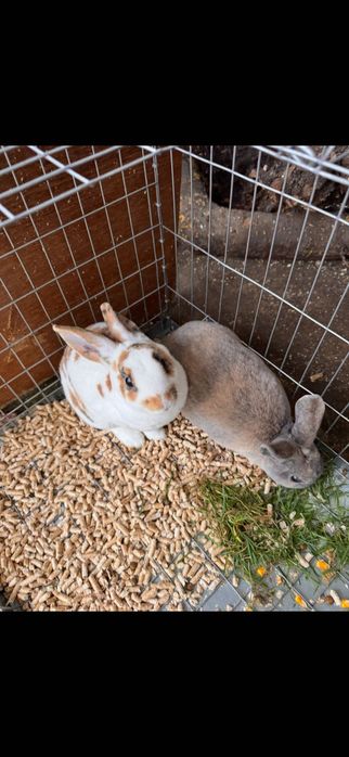 Iepuri rex pitic, talie mică, blânzi, 80 lei iepurele, 130 lei ambii