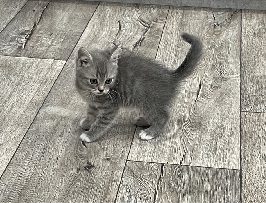Отдам в добрые руки котенка
