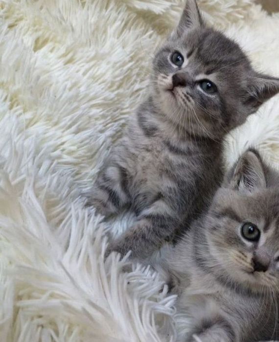 Ласковые котята, девочки 1.5 мес