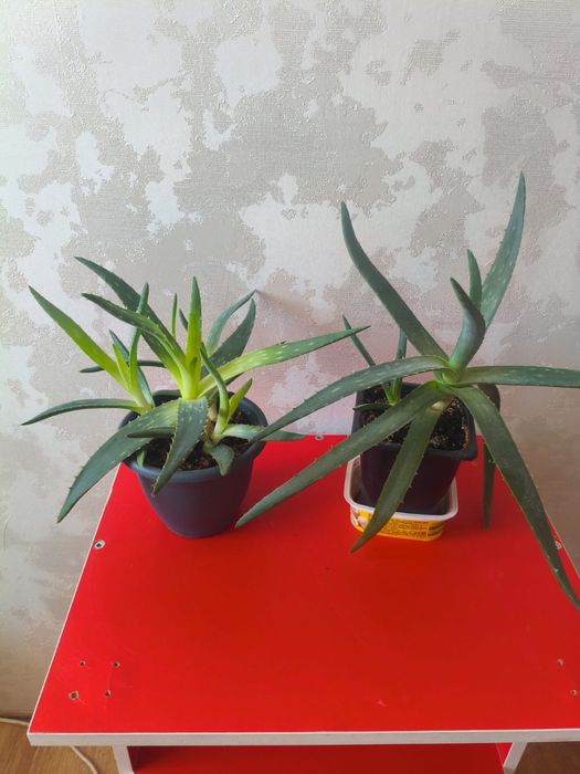 Продам Алой Вера