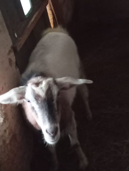 Vind sau schimb cu cereale