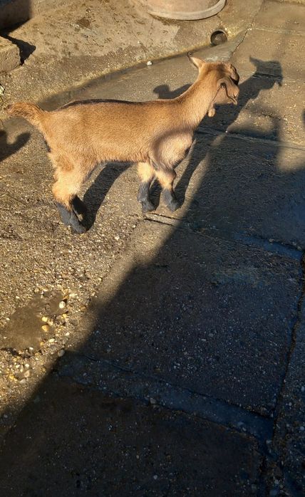 Iedițe anglonubian metis cu francez alpine din capre  foarte bune