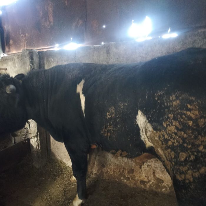 продам  2 быков  .