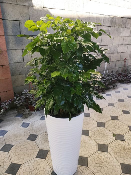 Комнатные растения, доставка