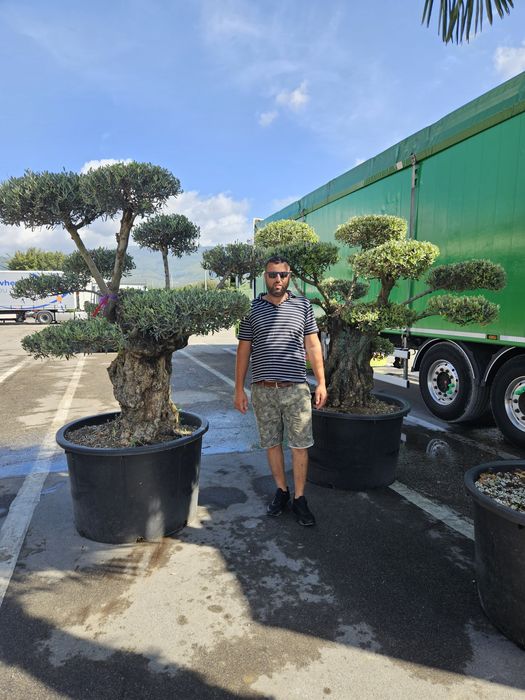 Palmierii 4/5m măslini bonsai transport gratuit