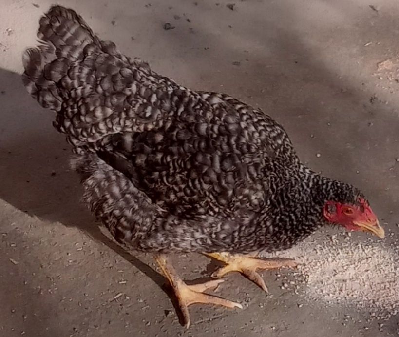 Amroks tovuq sotiladi. 8 oylik