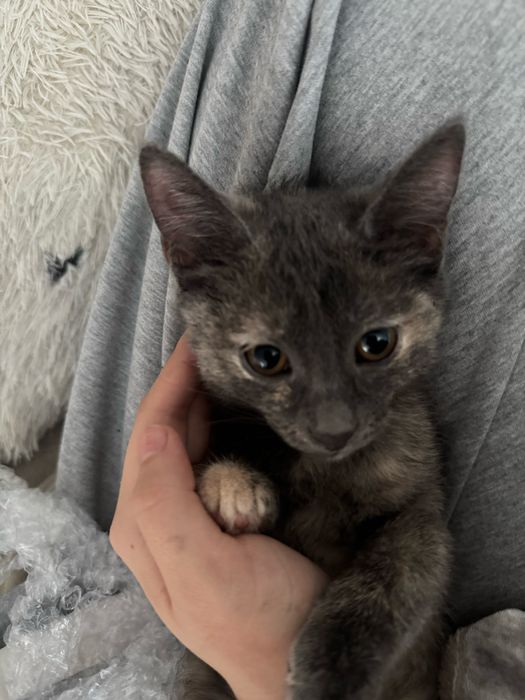 котёнки милые ласковые