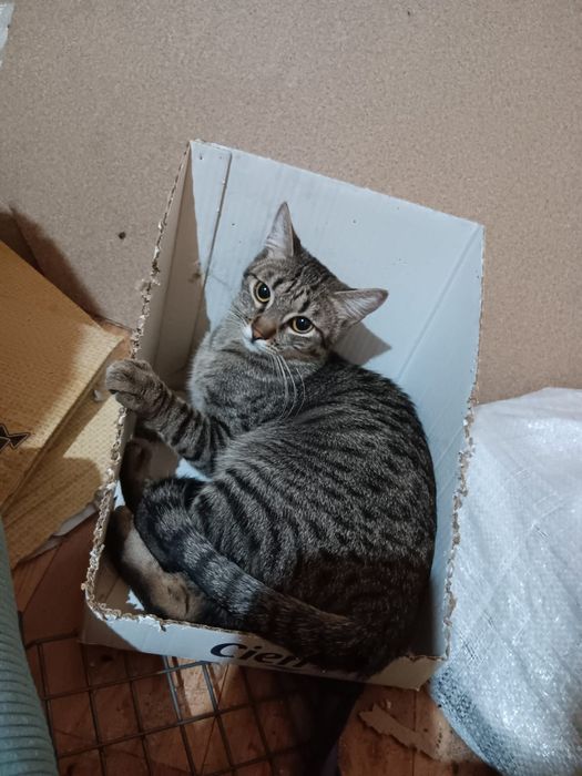 Adoptie pisi valentina