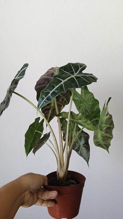 Алакозия сорт Полли