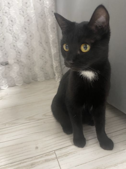 Котенок в добрые руки