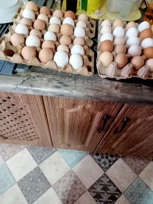 Продам инкубационные яйца