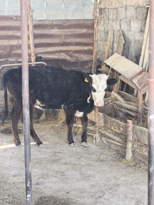 Обменяю годовалую тёлочку