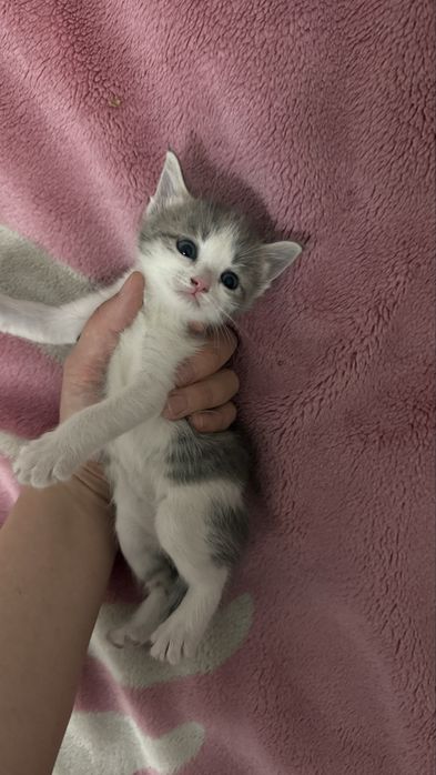 Продам девочку котенка