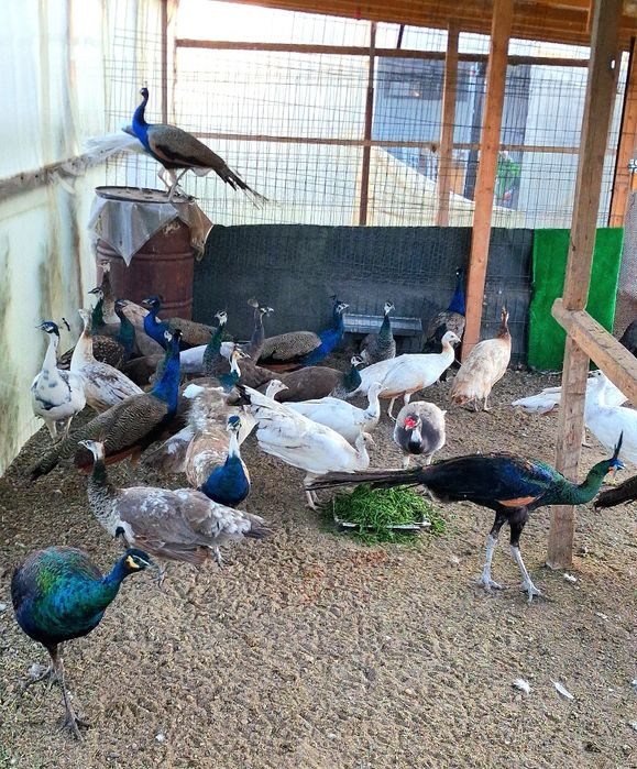 Pauni mai multe varietăți de culoare  !