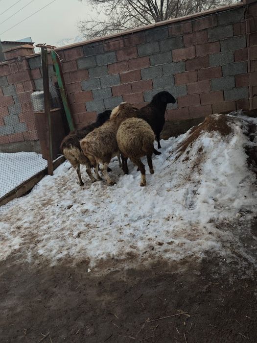 Скот бараны и бараны