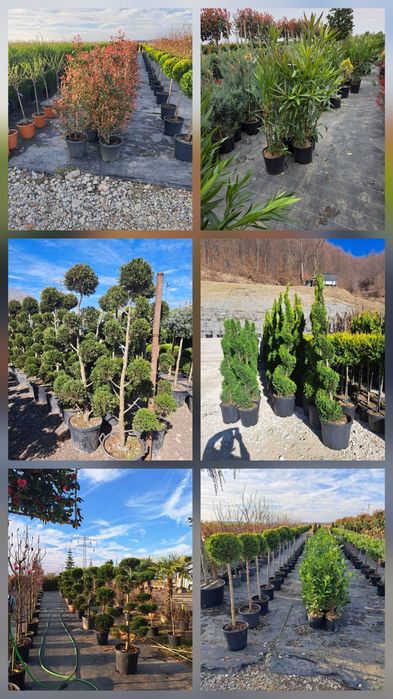 Vindem Tuia Leylandy Smarald Mesteacan Tei Magnoli Platan erc