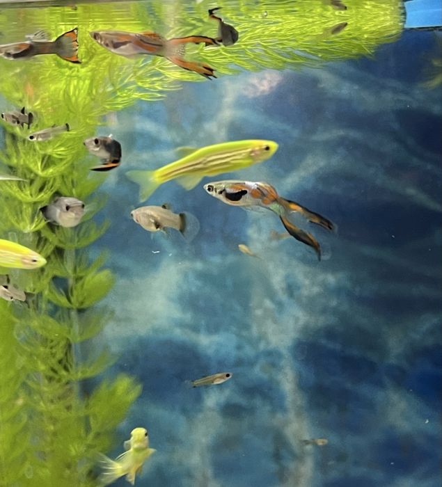 Гуппи Эндлера продам.