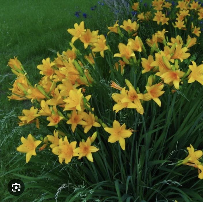 Лилейник желтый раннецветущий