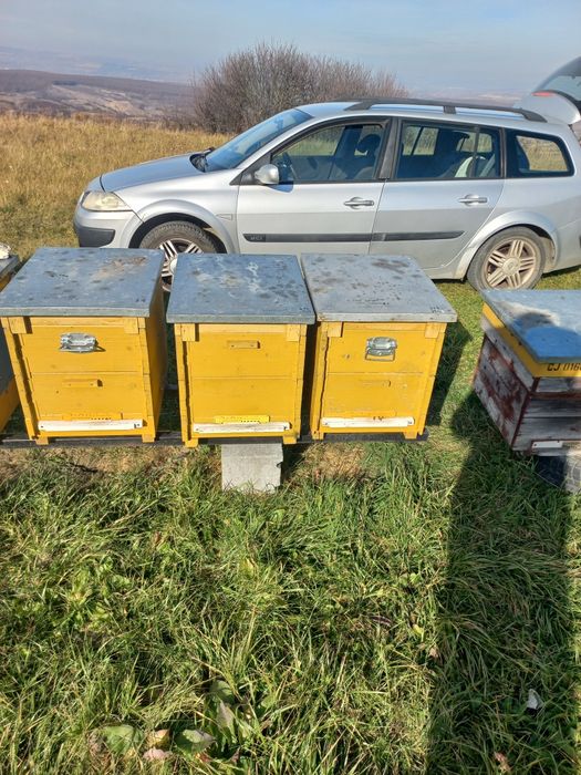 Vand familii albine MER pe rame de 1/2